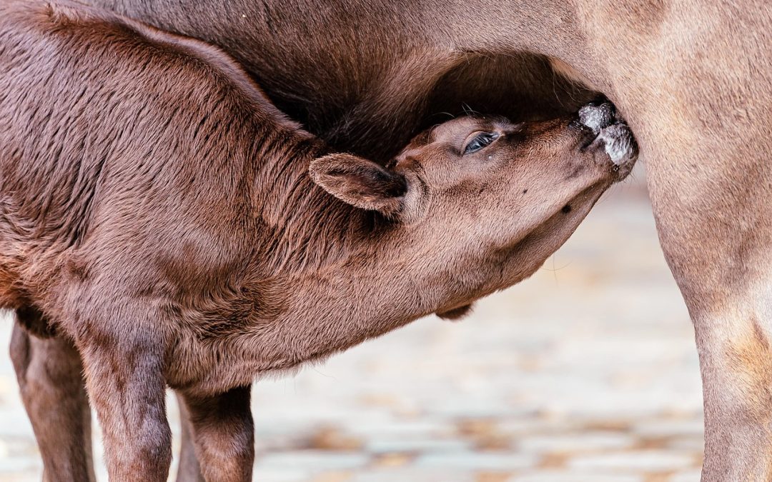 Kolaborasi Kesehatan Lansia: Membangun Komunitas yang Peduli